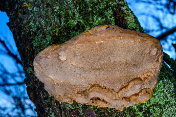 Phellinus sp. - young tinder fungus growing on an old apricot tree, Odessa
