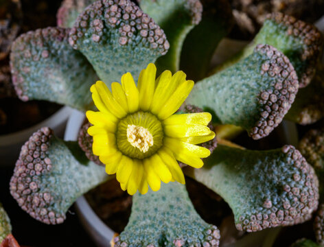Titanopsis calcarea - yellow flowered succulent African plant in a botanical collection