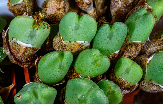 Conophytum violaciflorum - succulent plant with succulent leaves