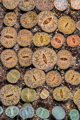 Mesembs Lithops sp. -  South African plant from Namibia in the botanical collection of super succulent plants