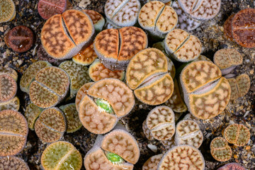 Mesembs Lithops sp. -  South African plant from Namibia in the botanical collection of super succulent plants