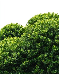 Vibrant Green Bushes in Landscape Photography