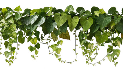 leaves isolated on transparent background