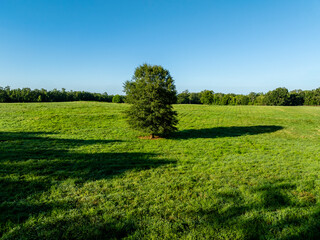 A lone tree in a field.