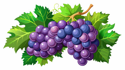 Fototapeta premium bunch of grapes
