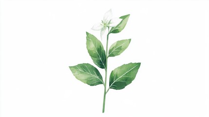 Fototapeta premium Delicate Botanical Illustration of Green Leaves and White Flower