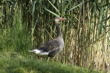 Eine Gans vor Schilf am Wasser