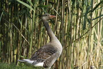 Eine Gans vor Schilf am Wasser