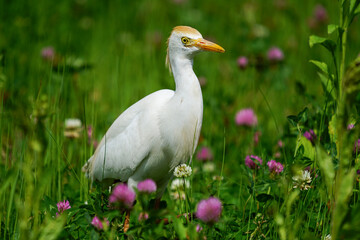 Wildlife - Birds. Western cattle egret (Bubulcus ibis) mostly live in fields, steppes and grasslands, except wetlands. They usually feed on insects.