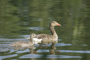 Gänse mit mehreren Jungen auf einem Teich