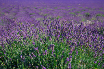 Naklejka premium Generated image