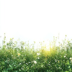 Fototapeta premium Lush green meadow with wildflowers gently swaying in the breeze, soft sunlight filtering through, on pure white background.
