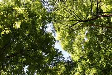 Obraz premium A view of the leaves in the tall tres in the woods.
