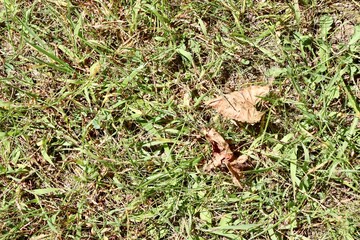 A close view of the green grass turf surface.