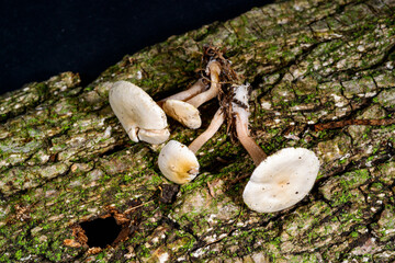 Clitocybe sp. - an inedible lamellar mushroom, Ukraine