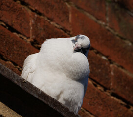 white pigeon on a ledge 