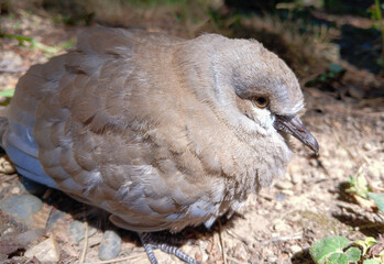 Close-up of young Eurasian collared dove (Streptopelia decaocto). Collared dove has flown out of nest and is waiting for its parents to feed it on the ground.
