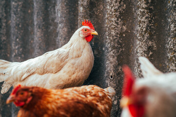 Chickens Wandering Around a Farmyard Showcasing Daily Activities and Interactions in a Rural Setting