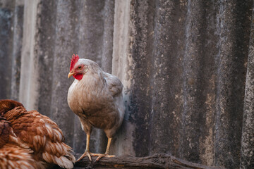 Chickens Wandering Around a Farmyard Showcasing Daily Activities and Interactions in a Rural Setting
