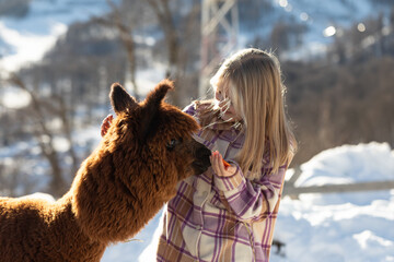 alpaca in the mountains, beautiful girl feeding alpaca © Mariya Surmacheva