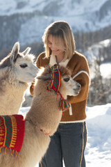 alpaca in the mountains, beautiful girl feeding alpaca
