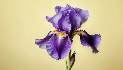 iris flower close-up  