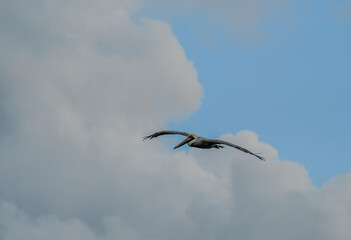 Brown Pelicans foraging for food in the crystal clear and shallow waters of the Florida Keys