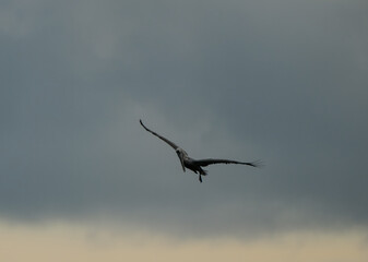 Brown Pelicans foraging for food in the crystal clear and shallow waters of the Florida Keys