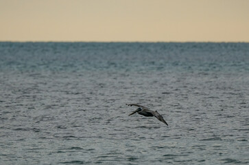 Brown Pelicans foraging for food in the crystal clear and shallow waters of the Florida Keys