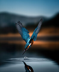 Kingfisher Bird Diving Gracefully into Water with Ripples, Captured in Mid-Action
