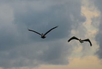 Brown Pelicans foraging for food in the crystal clear and shallow waters of the Florida Keys