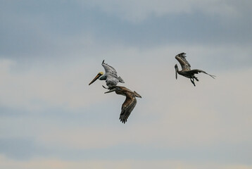 Brown Pelicans foraging for food in the crystal clear and shallow waters of the Florida Keys