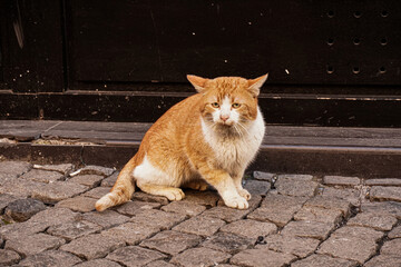 Outdoor shot of a ginger and white sad and lonely hungry street cat sitting on a cobblestone...