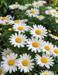 Fototapeta premium Tender white daisies with vibrant yellow centers blooming in a lush garden setting, outdoor, wildlife, seasonal, growth