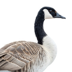 Obraz premium Canada Goose. Transparent background. PNG