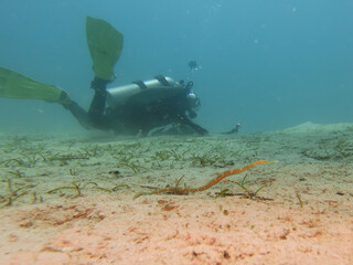 Obraz premium A pipefish found on a muck dive with a scuba diver in the background. Picture from Puerto Galera, Philippines