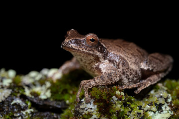 Spring Peeper (Pseudacris crucifer)