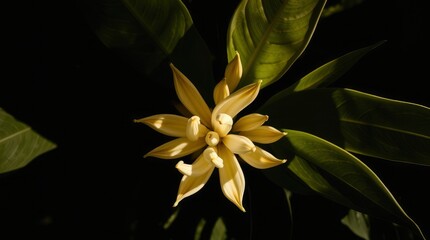 close up of white flower background