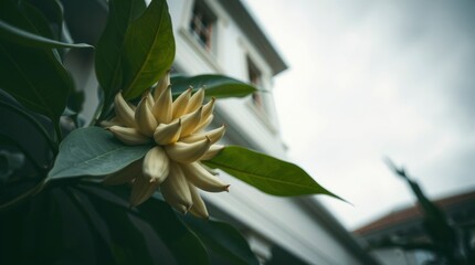 close up of white flower background