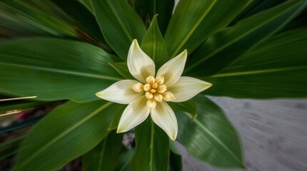 Obraz premium close up of white flower background