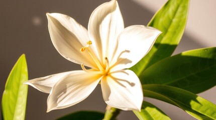 Fototapeta premium close up of white flower background
