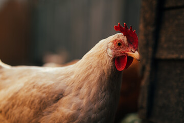 Close-up of a chicken Showcasing Vibrant Feathers and Distinctive Crest on a Farm