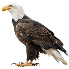 Naklejka premium Bald Eagle. Transparent background. PNG