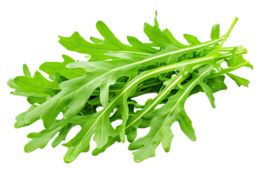 Vibrant green arugula leaves sit freshly picked, ready to enhance salads or complement gourmet dishes with their peppery flavor and crisp texture
