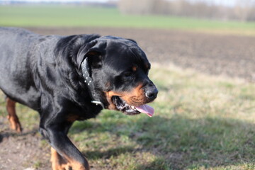 Ein Rottweiler läuft seitlich vorbei