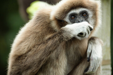 lar gibbon white-handed gibbon, an endangered primate in the gibbon family