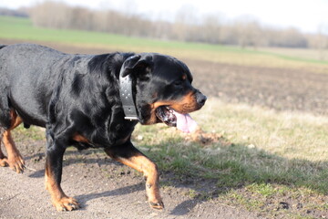 Ein Rottweiler läuft seitlich vorbei