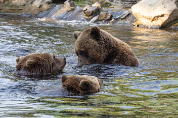 Wild brown bear ursus arctos