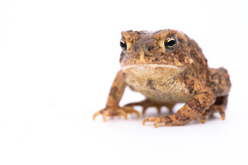 American Toad (Anaxyrus americanus)