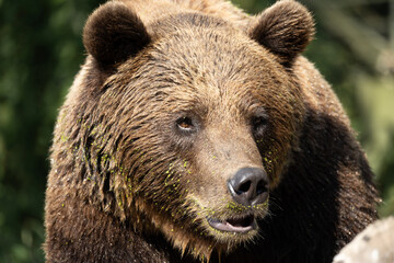 Wild brown bear ,ursus arctos
